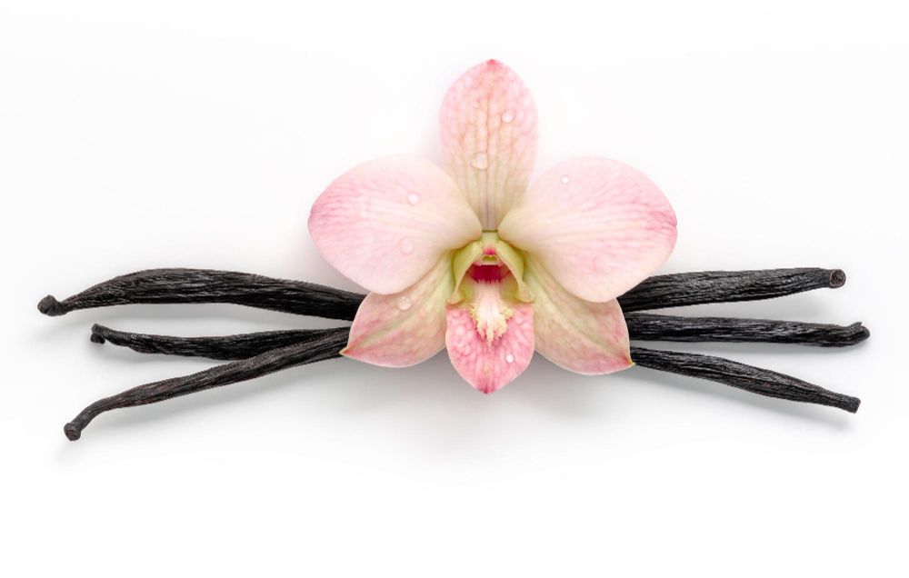Лиана ванили с цветком