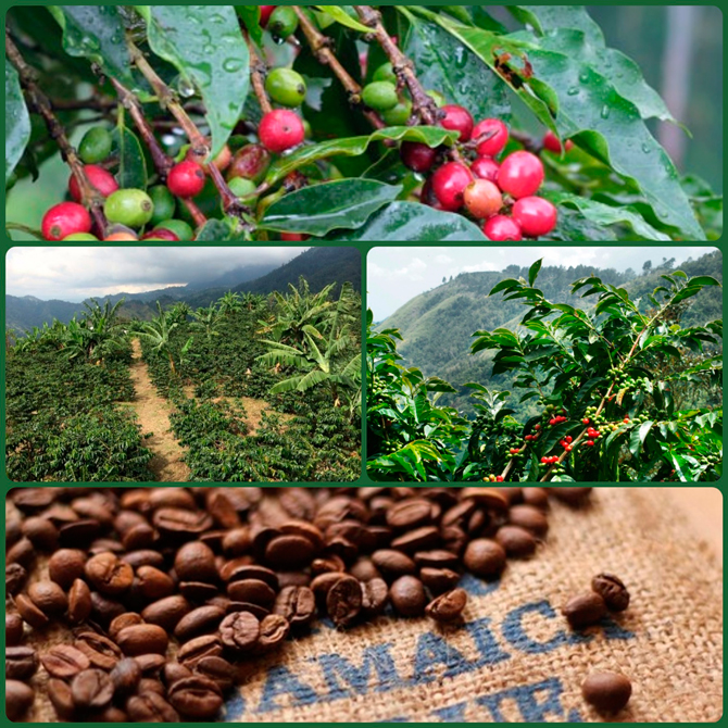 Как выращивают кофе Jamaica Blue Mountain