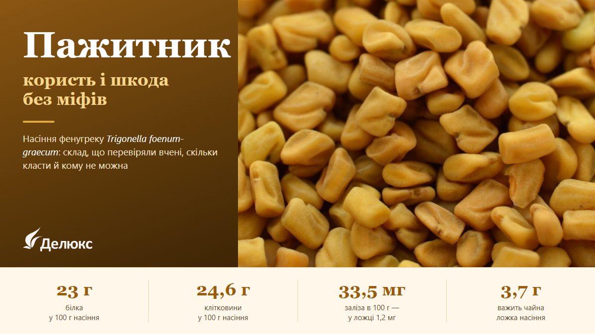 Інфографіка: золотисте кутасте насіння пажитника великим планом — 23 г білка, 24,6 г клітковини і 33,5 мг заліза на 100 г, 3,7 г у чайній ложці