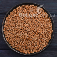 Семена пшеницы для микрогрина