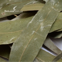 Оригинальное фото листьев эвкалипта, которые мы предлагаем