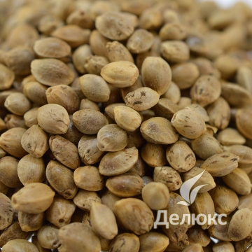 Конопляное семена купить украина где можно купить семена конопля