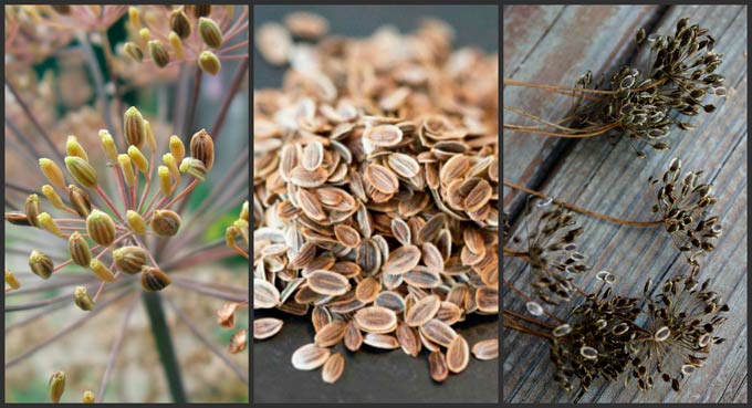 Семена укропа – полезные свойства, применение, рецепты